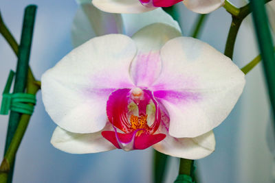 Close-up of flower against blurred background