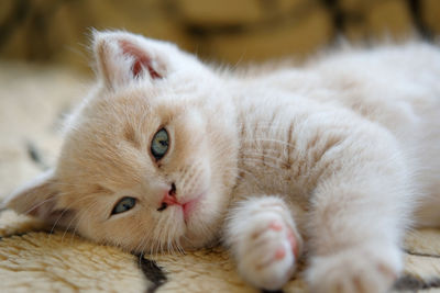 Portrait of a british shorthair kitten rests on the sofa and looks at the camera