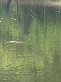 Swan swimming in lake