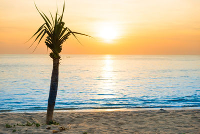 Beautiful landscape with sunset at tropical beach with palm trees