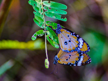 Close-up of butterfly on leaf