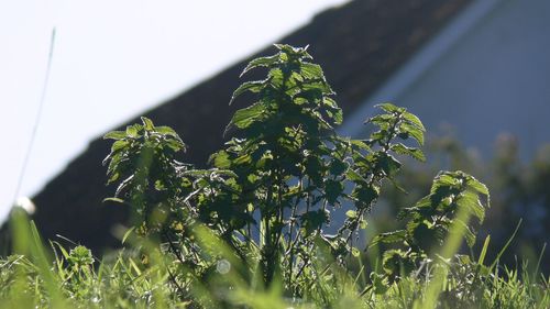 Close-up of fresh green plant against sky