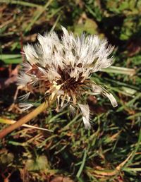 Close-up of flowers against blurred background