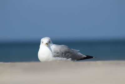 Close-up of seagull perching on sea against clear sky