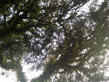 Low angle view of trees against sky