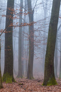 Trees in forest