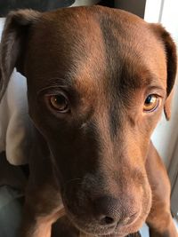 Close-up portrait of dog