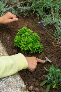 Cropped hand of man planting sapling