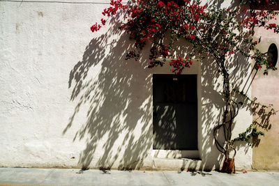 Tree by building against wall