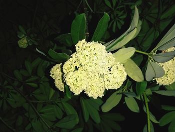 High angle view of yellow flowering plant