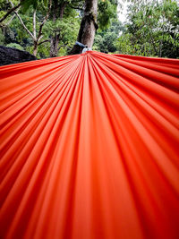 Close-up of red leaf in forest