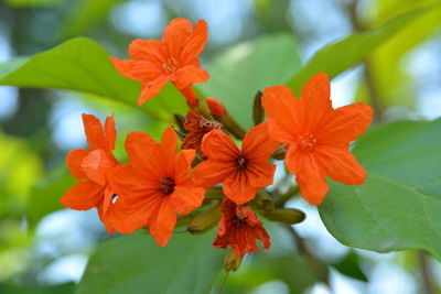 Close-up of orange flowering plant