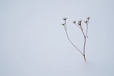 Close-up of plant against clear sky