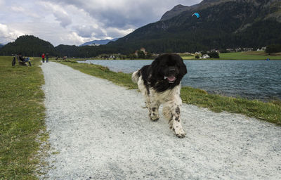 Dog walking on footpath by lake against sky