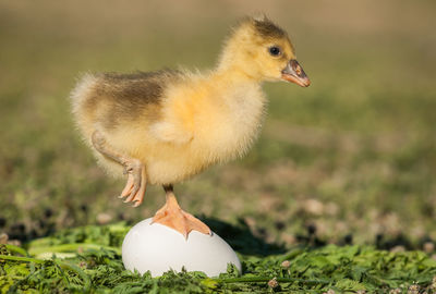 Close-up of a bird