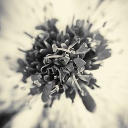 Close-up of flower