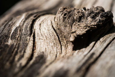 Close-up of wooden planks on tree trunk