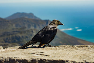 Close-up of bird perching on mountain against sky