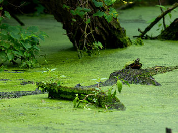 View of lizard in the lake