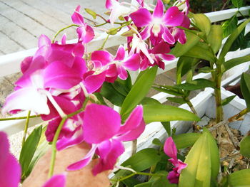 Close-up of pink flower