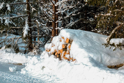 Snow covered trees and woodpile in forest