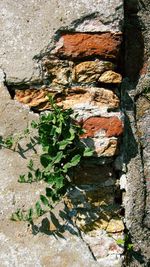 Close-up of tree trunk