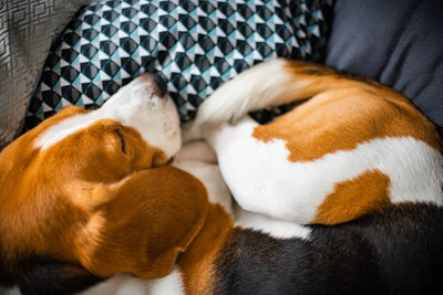 Close-up of dog sleeping on sofa