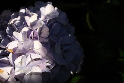 Close-up of fresh flowers blooming outdoors