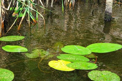 High angle view of water lily in lake