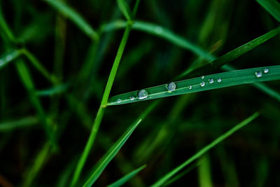 Close-up view of water drops on grass blade