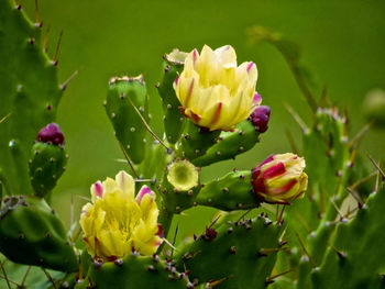 Close-up of pink flowers