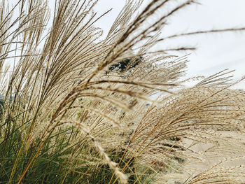 Close-up of reed grass growing in field against sky