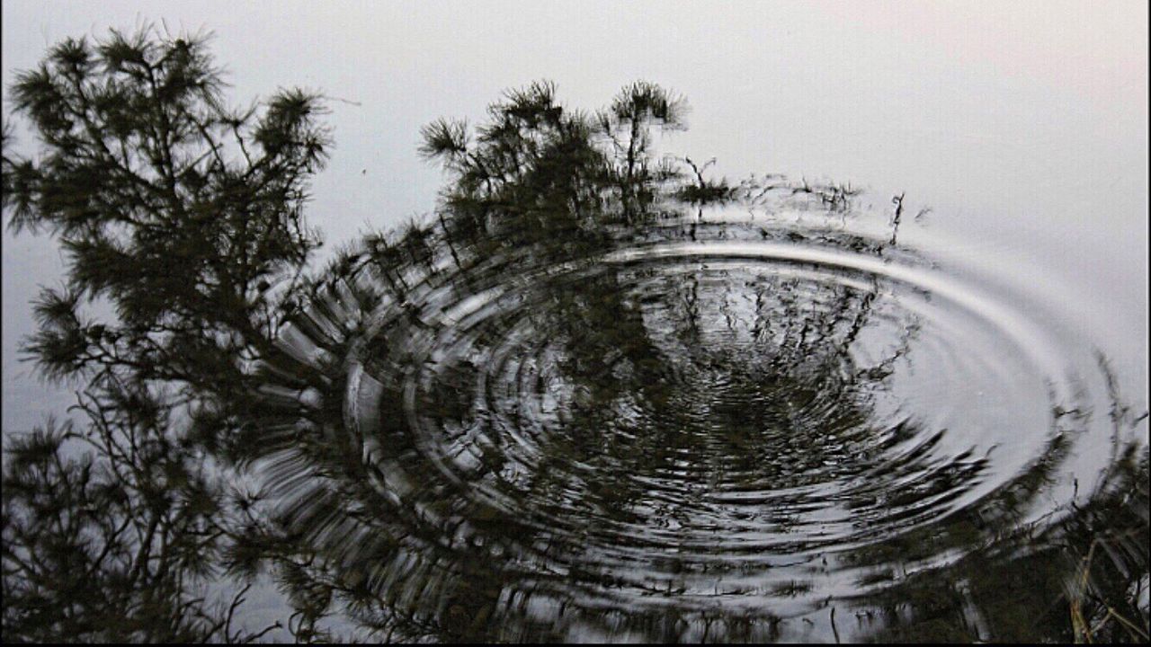 tree, palm tree, growth, sky, reflection, water, tranquility, scenics, tree trunk, tranquil scene, nature, beauty in nature, circle, coconut palm tree, non-urban scene, no people, pine tree