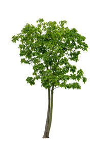 Close-up of fresh green plant against white background