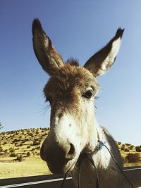 Low angle view of donkey against sky
