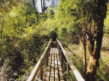 Walkway amidst trees in forest