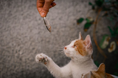 Low section of person holding cat