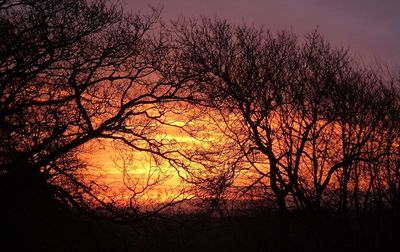 Silhouette bare trees against sky during sunset