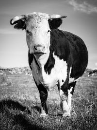 Cow standing on field against sky