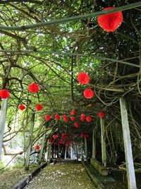 Red flower buds hanging from tree
