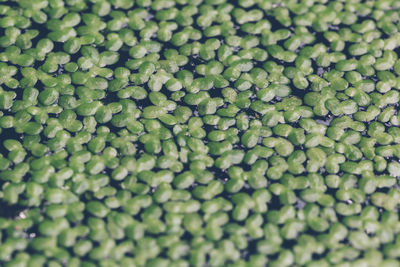 Full frame shot of green leaves