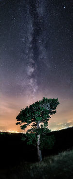 Tree on field against sky at night