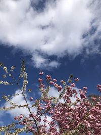 Low angle view of cherry blossom against sky