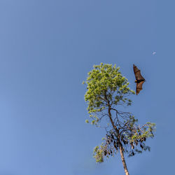 Low angle view of tree against clear blue sky