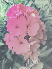 Close-up of pink flowering plant