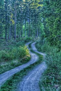 Dirt road amidst trees in forest