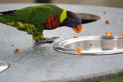 Close-up of parrot perching on leaf in water