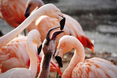 Close-up of birds in water