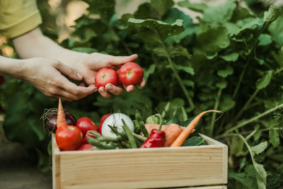 Cropped hand of woman picking fruit