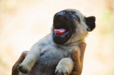 Close-up of dog yawning